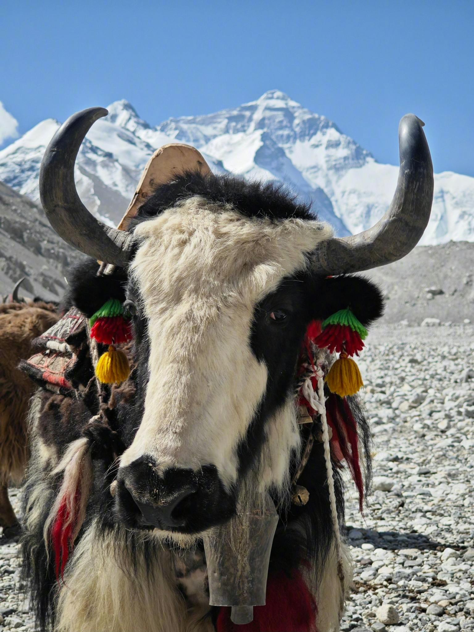 Colorful decorated yak with Mount Everest in the backdrop, showcasing cultural tourism.